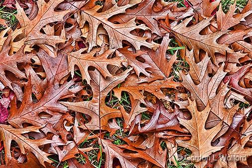 Fallen Oak Leaves_30362.jpg - Photographed at Smiths Falls, Ontario, Canada.